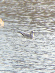 Larus delawarensis