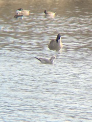 Larus delawarensis