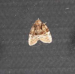 Lophothripa vitea