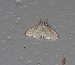 Myrmidonistis hoplora
