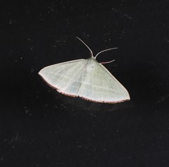 Oenochroma infantilis