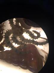 Ophiactis