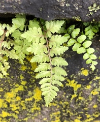 Athyrium niponicum