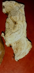 Auricularia mesenterica
