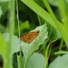 Ampittia dioscorides camertes