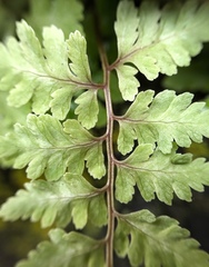 Athyrium niponicum