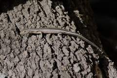 Cryptoblepharus pulcher