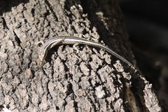 Cryptoblepharus pulcher