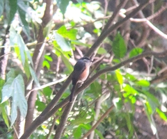 Lanius tephronotus