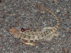 Sceloporus bimaculosus