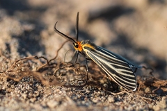 Ctenucha vittigera