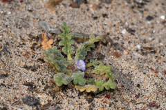 Phacelia stellaris