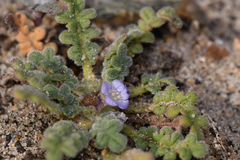 Phacelia stellaris