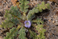 Phacelia stellaris