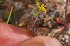 Camissoniopsis lewisii
