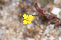 Camissoniopsis lewisii
