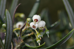 Ornithostaphylos oppositifolia
