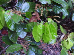 Mischocarpus lachnocarpus