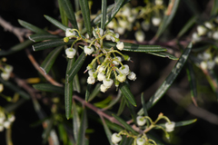 Ornithostaphylos oppositifolia