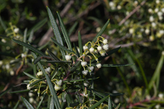 Ornithostaphylos oppositifolia