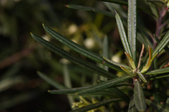 Ornithostaphylos oppositifolia