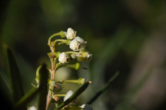 Ornithostaphylos oppositifolia