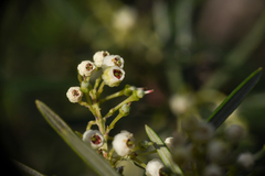 Ornithostaphylos oppositifolia
