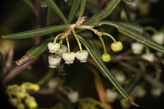 Ornithostaphylos oppositifolia
