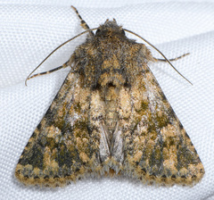 Pseudobryomima fallax