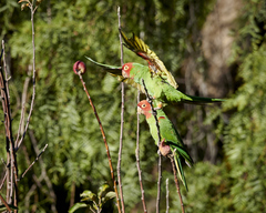 Psittacara erythrogenys