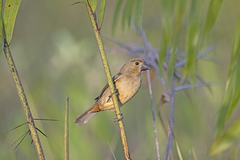 Sporophila crassirostris