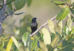 Sporophila crassirostris