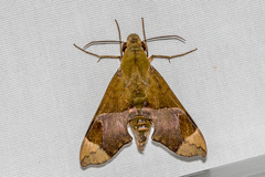 Angonyx testacea