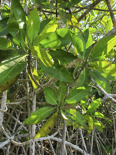 Rhizophoraceae image