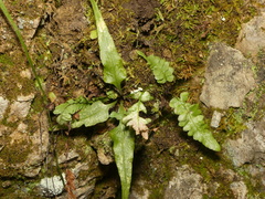 Asplenium × ebenoides