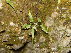 Asplenium × ebenoides