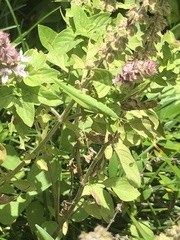 Atractomorpha australis