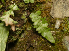 Asplenium × ebenoides