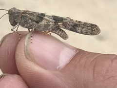 Trimerotropis pallidipennis