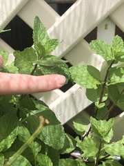 Atractomorpha australis