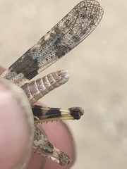 Trimerotropis pallidipennis