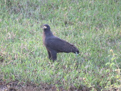 Buteogallus urubitinga