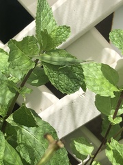 Atractomorpha australis