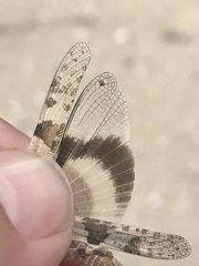 Trimerotropis pallidipennis