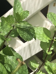 Atractomorpha australis