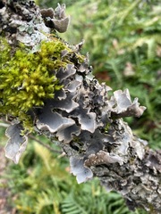 Lobaria hallii