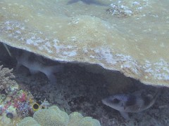 Parupeneus crassilabris