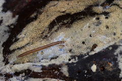 Keroplatus