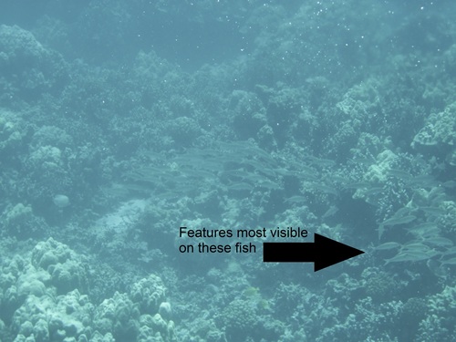 Bait goatfish (Mulloidichthys flavolineatus) — Mullidae