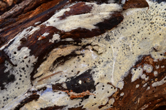 Keroplatus